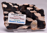 FOSSIL PEANUT WOOD SLICE, Western Australia S264