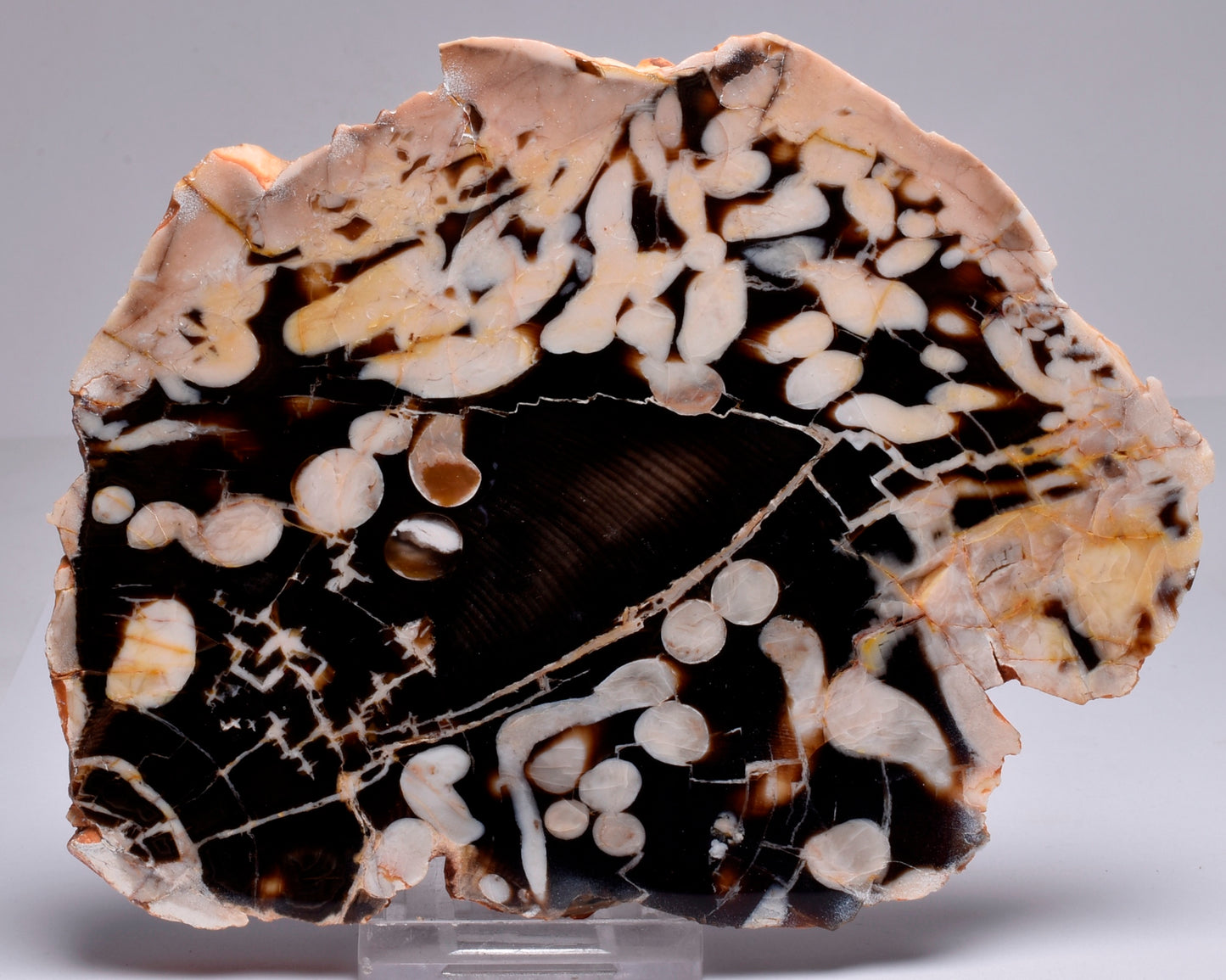 FOSSIL PEANUT WOOD SLICE, Western Australia S265