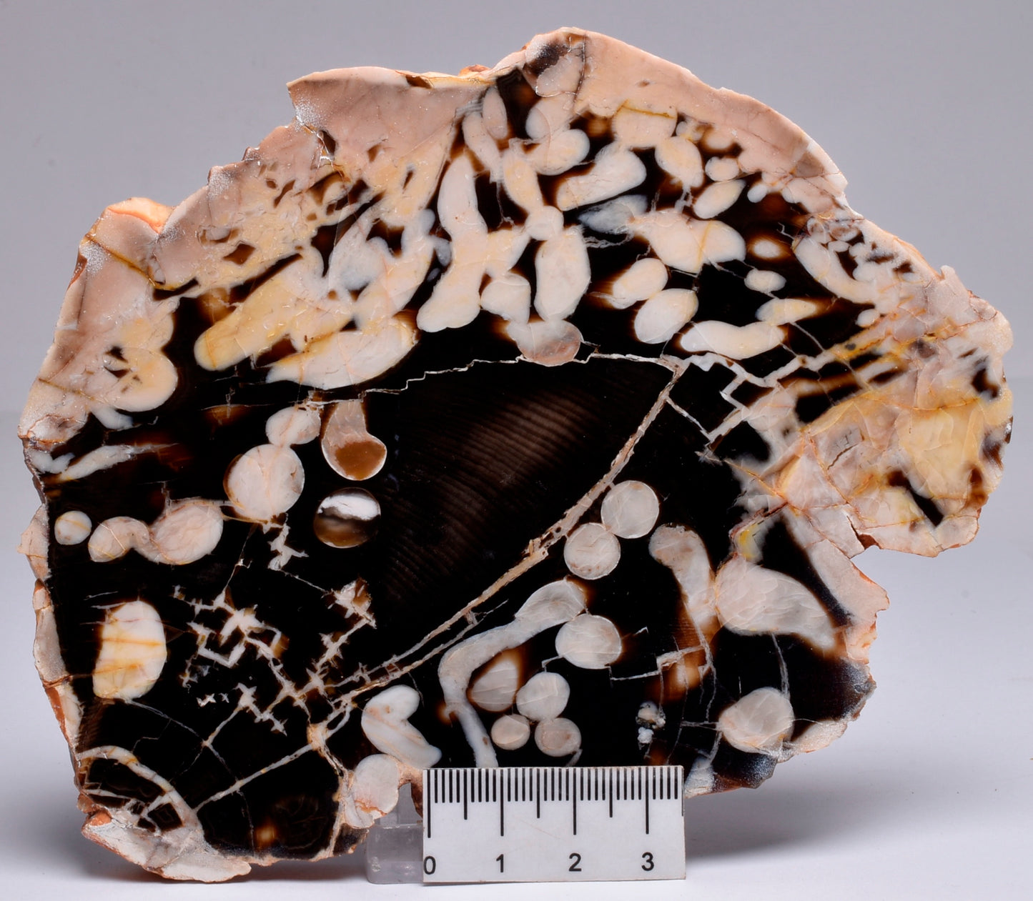 FOSSIL PEANUT WOOD SLICE, Western Australia S265