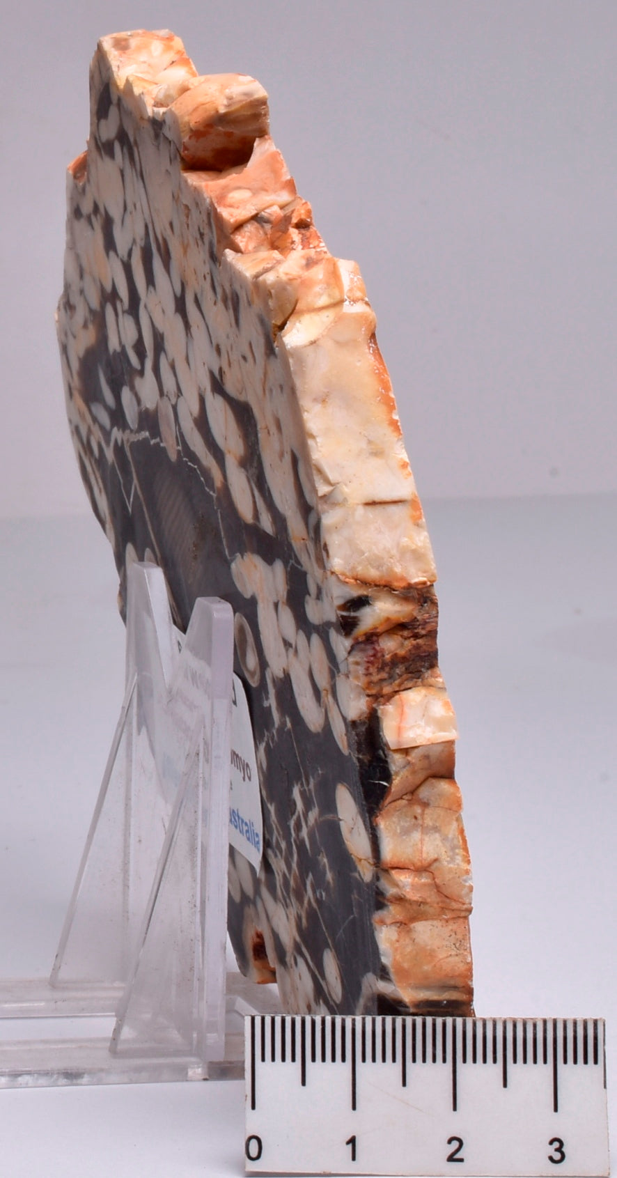 FOSSIL PEANUT WOOD SLICE, Western Australia S265