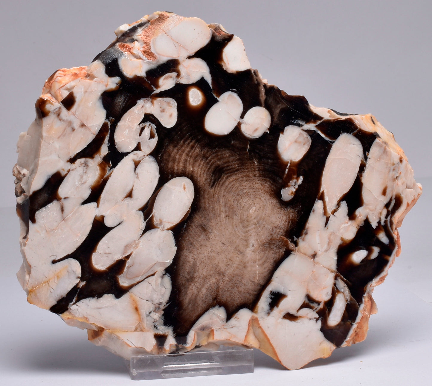 FOSSIL PEANUT WOOD SLICE, Western Australia S268