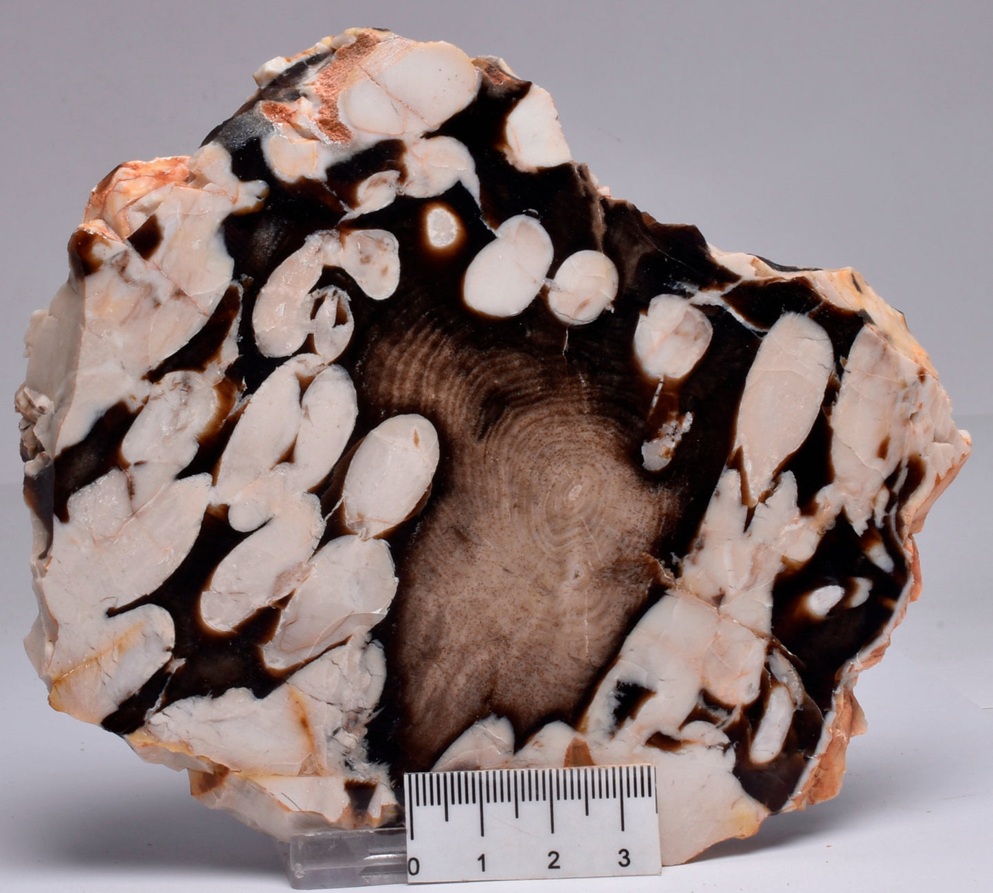 FOSSIL PEANUT WOOD SLICE, Western Australia S268