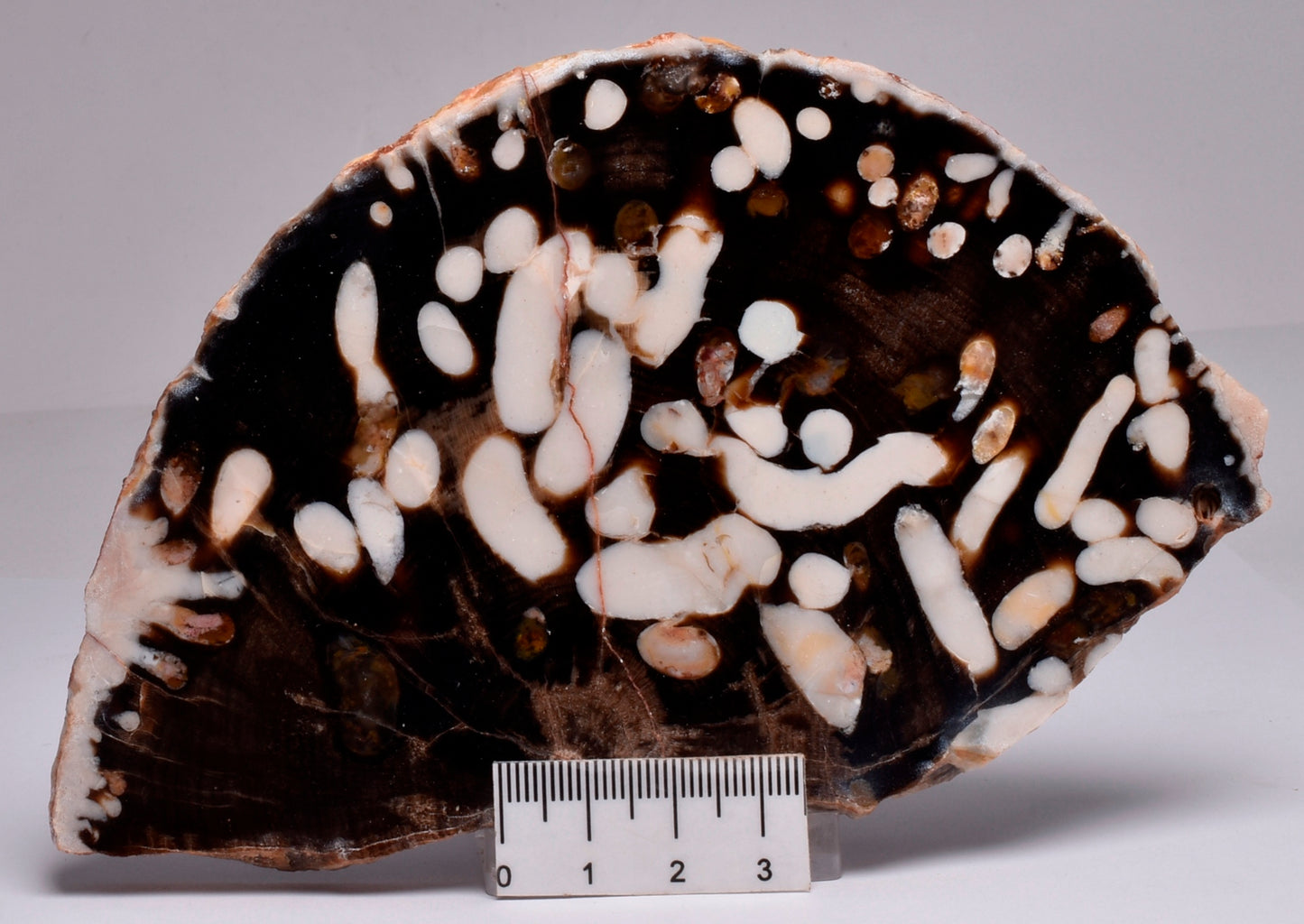 FOSSIL PEANUT WOOD SLICE, Western Australia S269