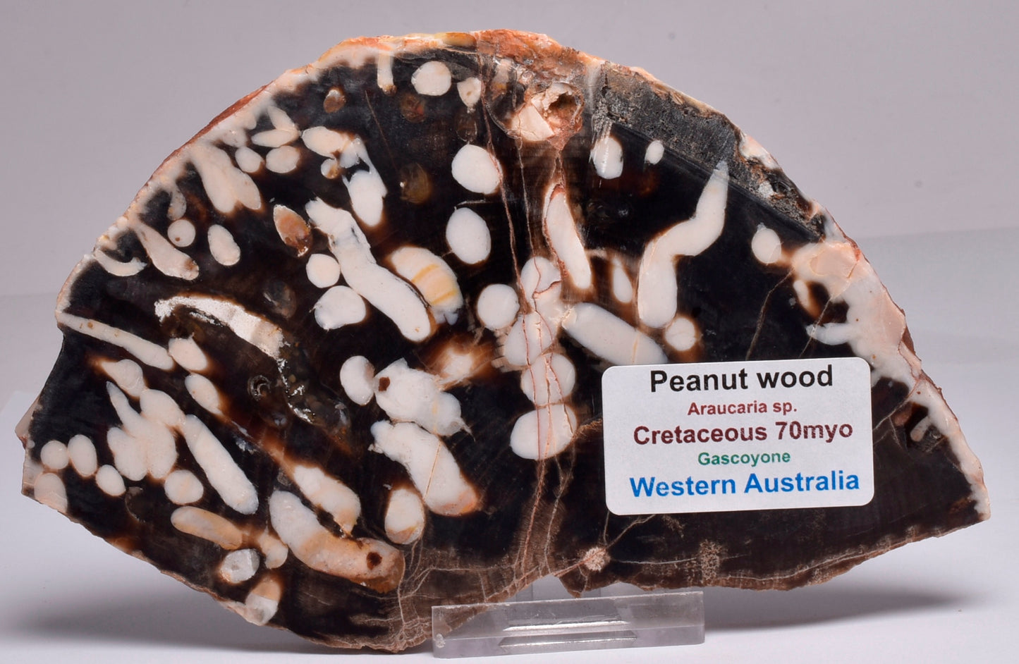 FOSSIL PEANUT WOOD SLICE, Western Australia S269