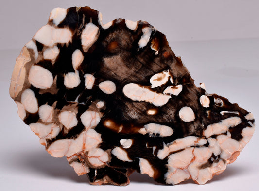 FOSSIL PEANUT WOOD SLICE, Western Australia S270