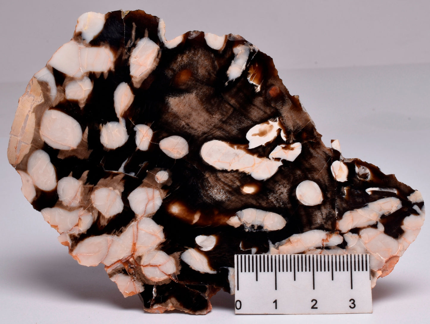 FOSSIL PEANUT WOOD SLICE, Western Australia S270