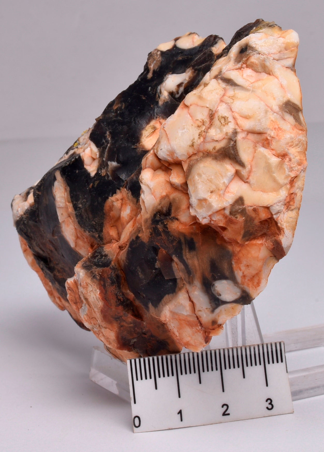 FOSSIL PEANUT WOOD SLICE, Western Australia S270