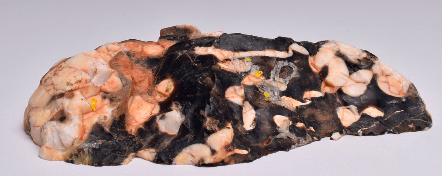 FOSSIL PEANUT WOOD SLICE, Western Australia S270