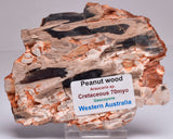 FOSSIL PEANUT WOOD SLICE, Western Australia S273