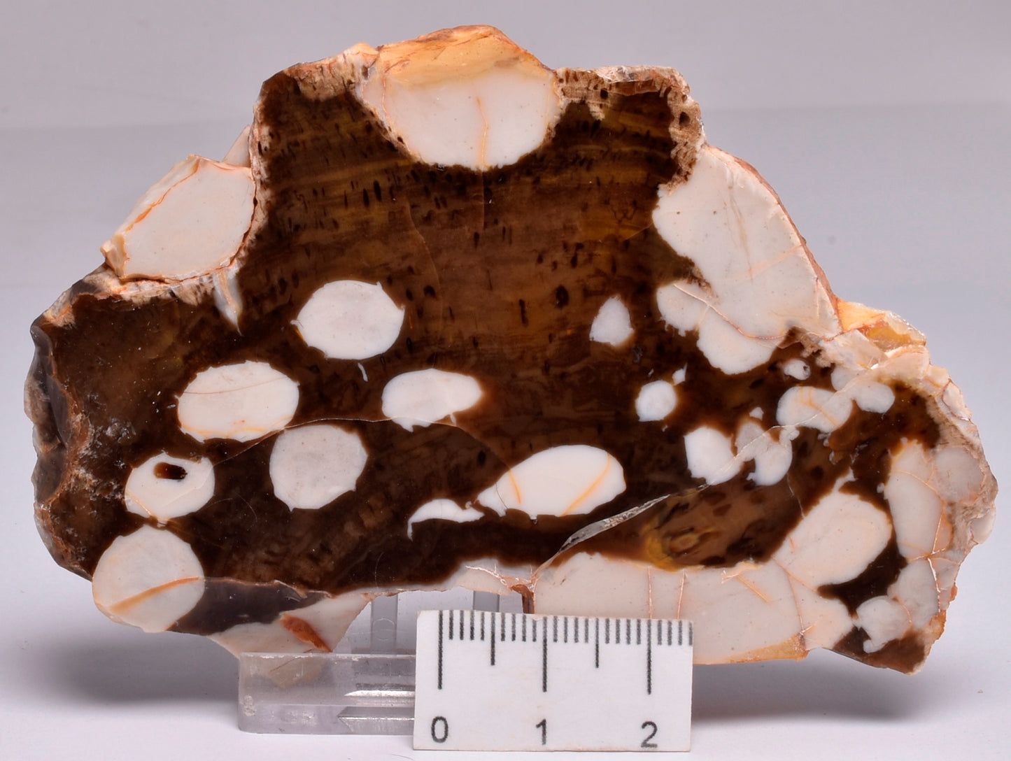 FOSSIL PEANUT WOOD SLICE, Western Australia S274