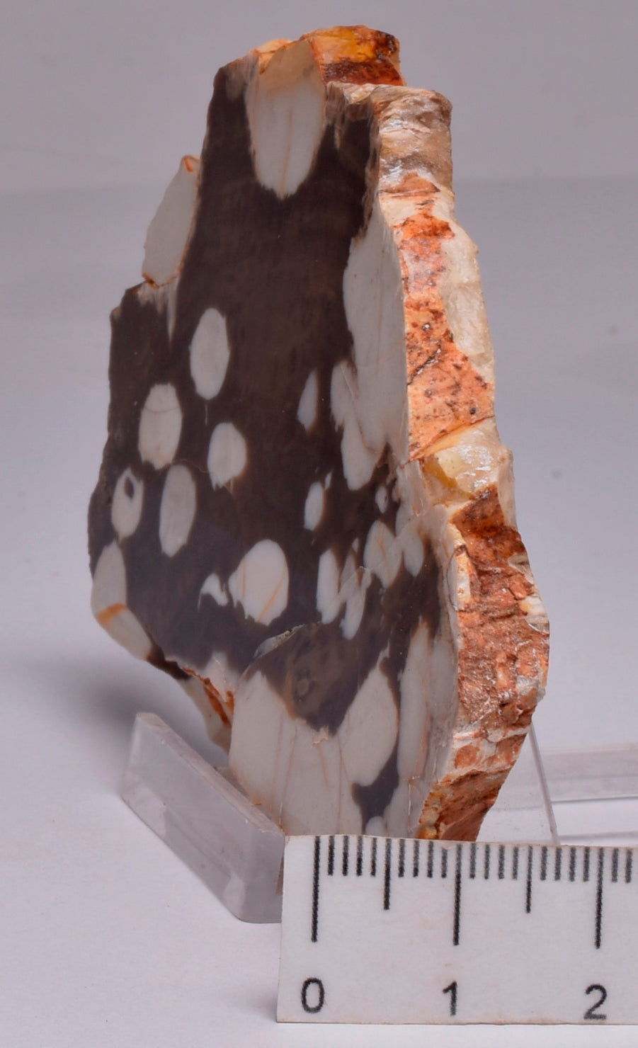 FOSSIL PEANUT WOOD SLICE, Western Australia S274