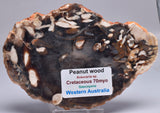 FOSSIL PEANUT WOOD SLICE, Western Australia S275