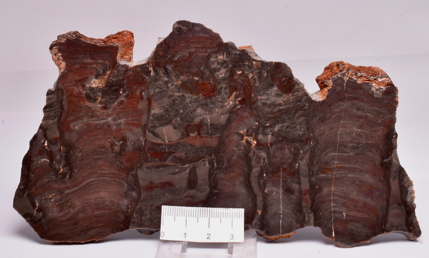 Stromatolite Inzeria Intia Fossil Polished Slice, N.T Australia S297