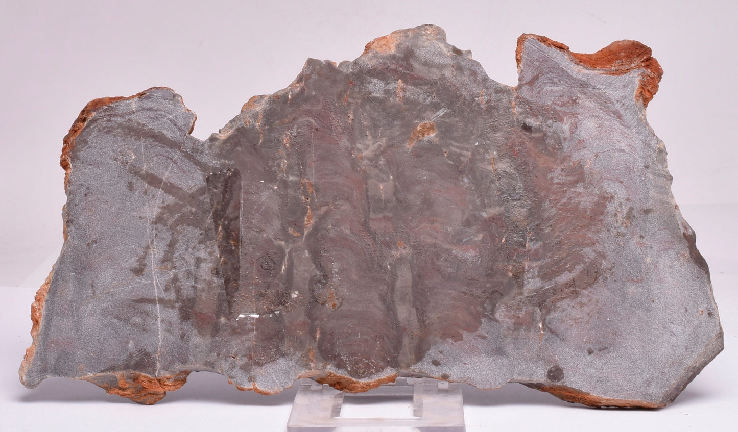 Stromatolite Inzeria Intia Fossil Polished Slice, N.T Australia S297