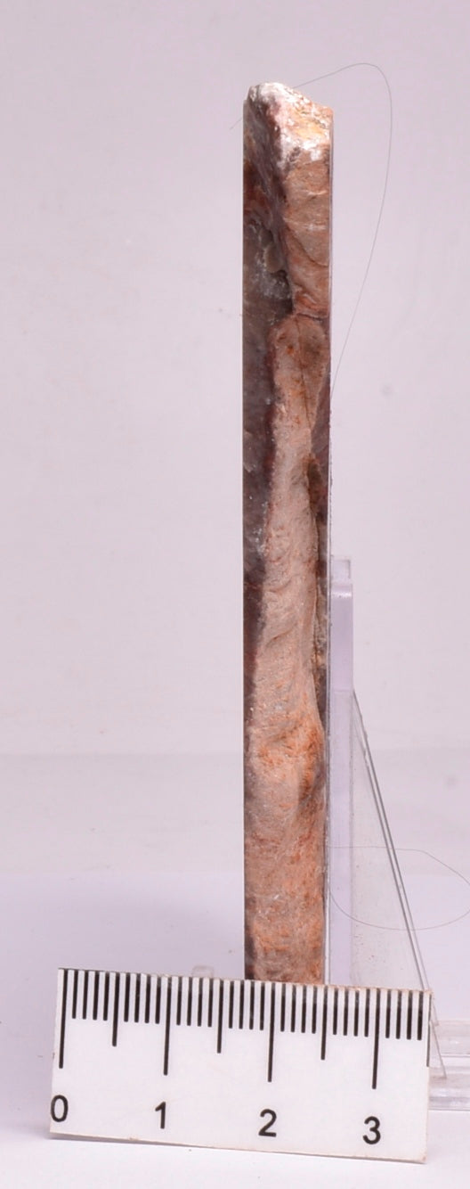Stromatolite Inzeria Intia Fossil Polished Slice, N.T Australia S301