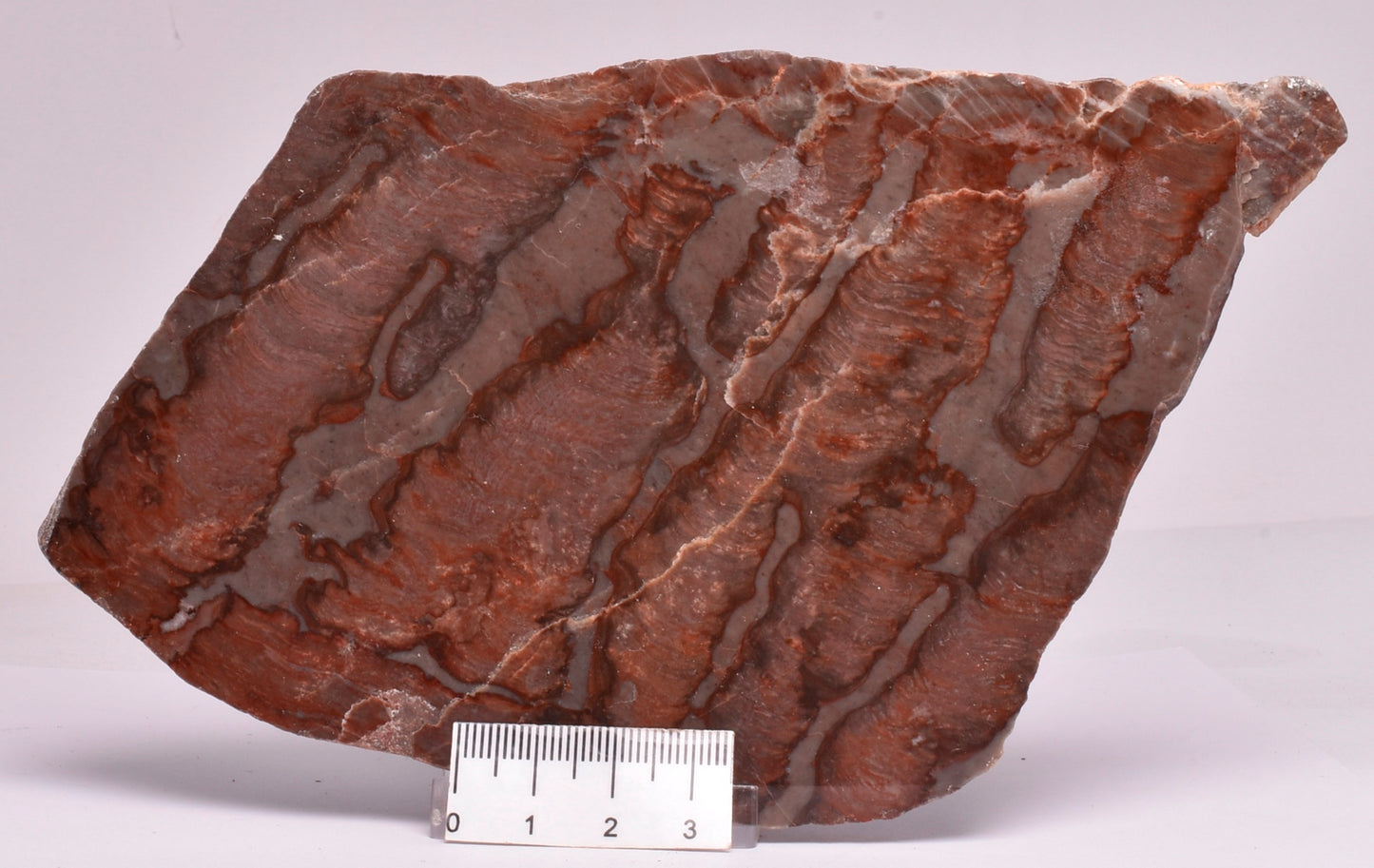Stromatolite Inzeria Intia Fossil Polished Slice, N.T Australia S301