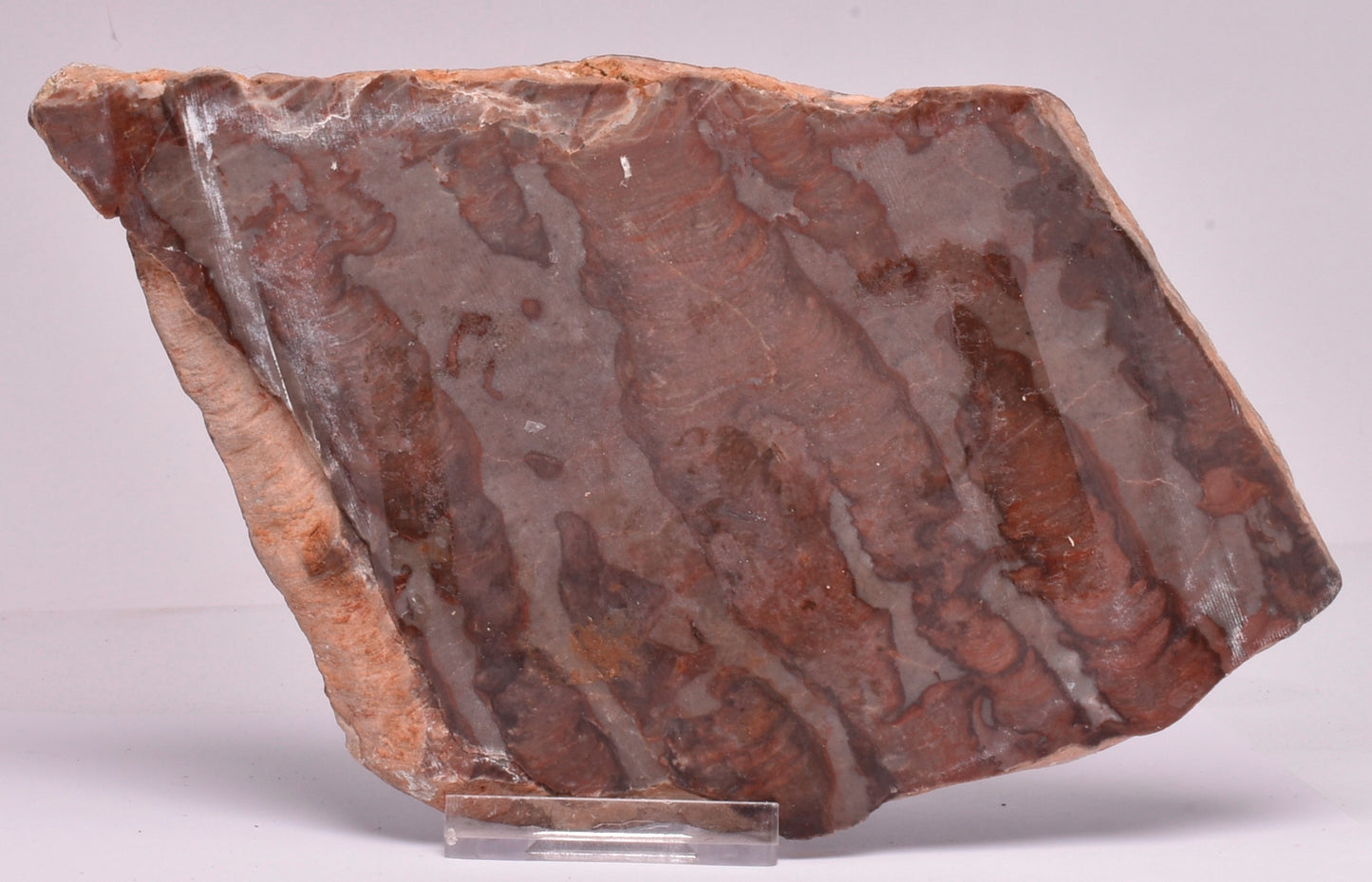 Stromatolite Inzeria Intia Fossil Polished Slice, N.T Australia S301