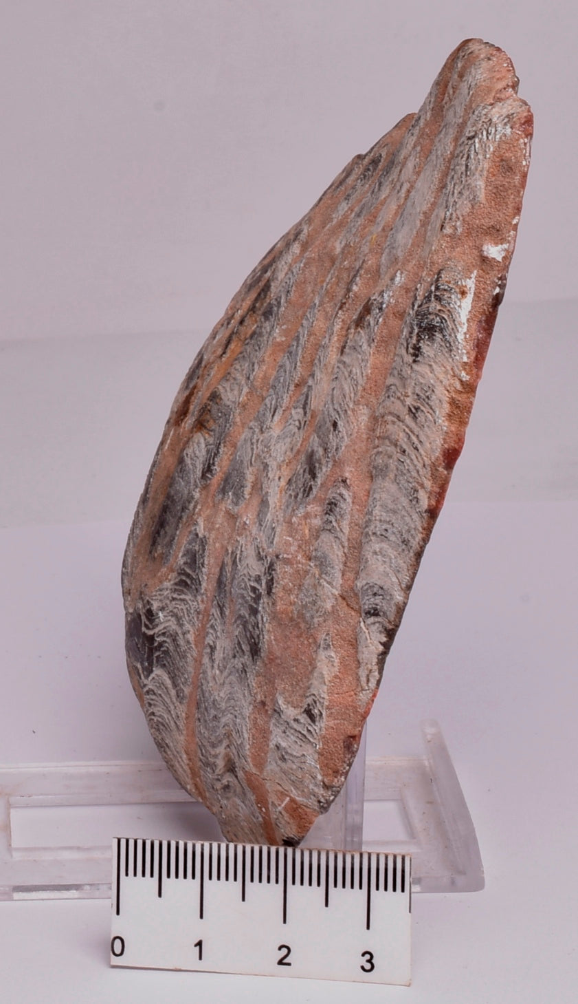 Stromatolite Inzeria Intia Fossil Polished Slice, N.T Australia S294