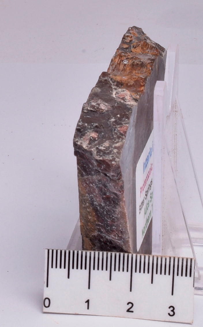 Stromatolite Inzeria Intia Fossil Polished Slice, N.T Australia S302