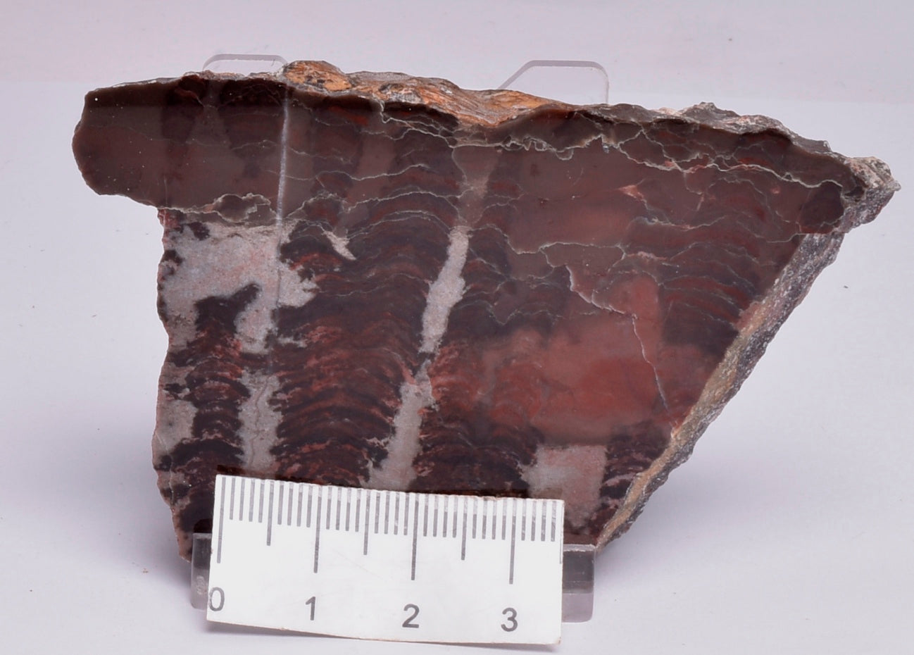 Stromatolite Inzeria Intia Fossil Polished Slice, N.T Australia S302