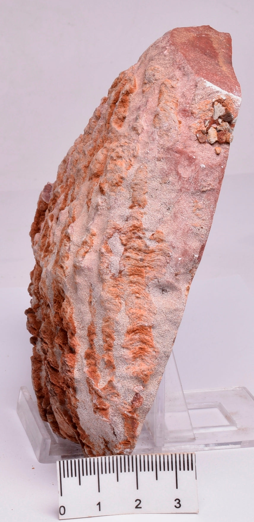 Stromatolite Inzeria Intia Fossil Polished Slice, N.T Australia S335