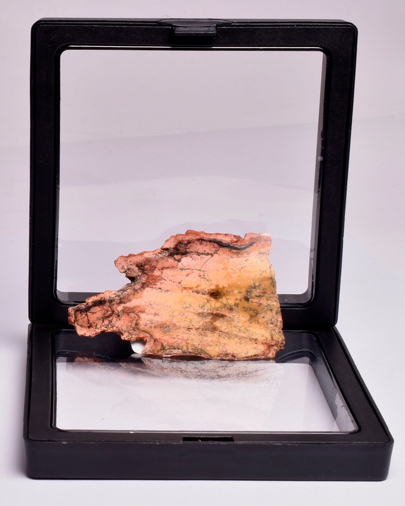 MICROBIAL MAT, STRELLEY POOL SLICED STROMATOLITE, Australia S407