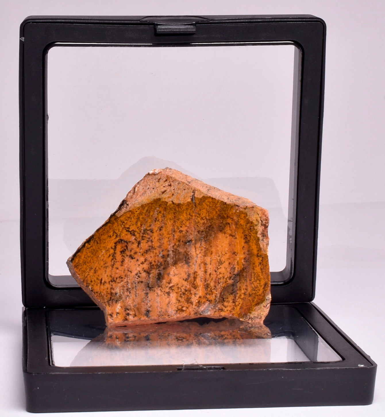 MICROBIAL MAT, STRELLEY POOL SLICED STROMATOLITE, Australia S374