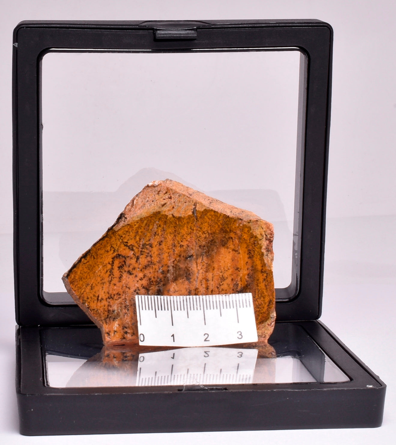 MICROBIAL MAT, STRELLEY POOL SLICED STROMATOLITE, Australia S374