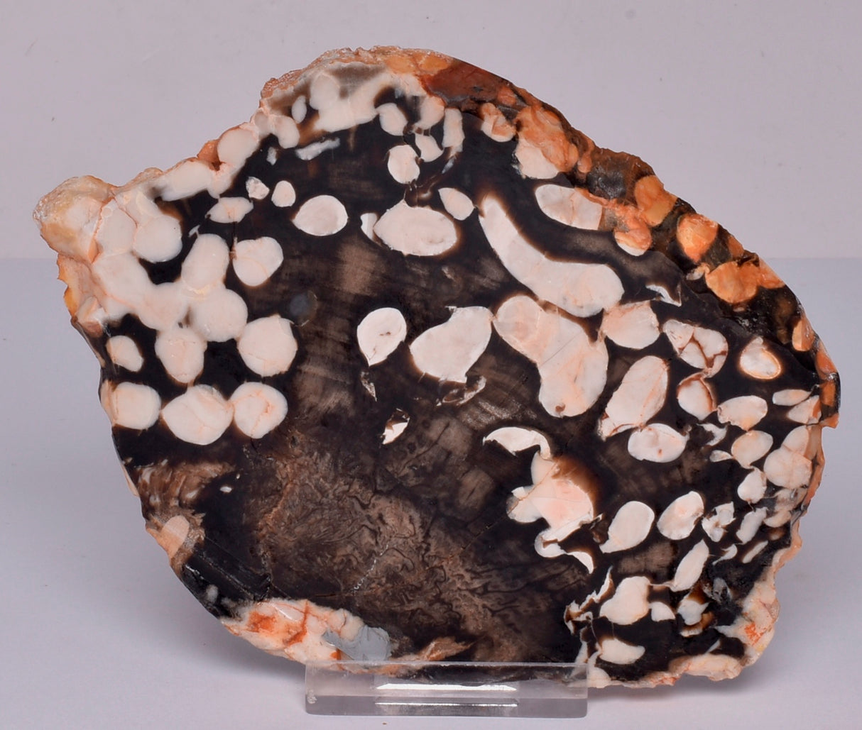 FOSSIL PEANUT WOOD SLICE, Western Australia S355