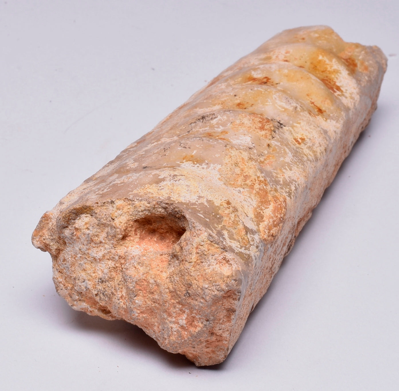 AMMONITE, Eubaculites carinatus, Miria Giralia Rang, AUSTRALIA F150