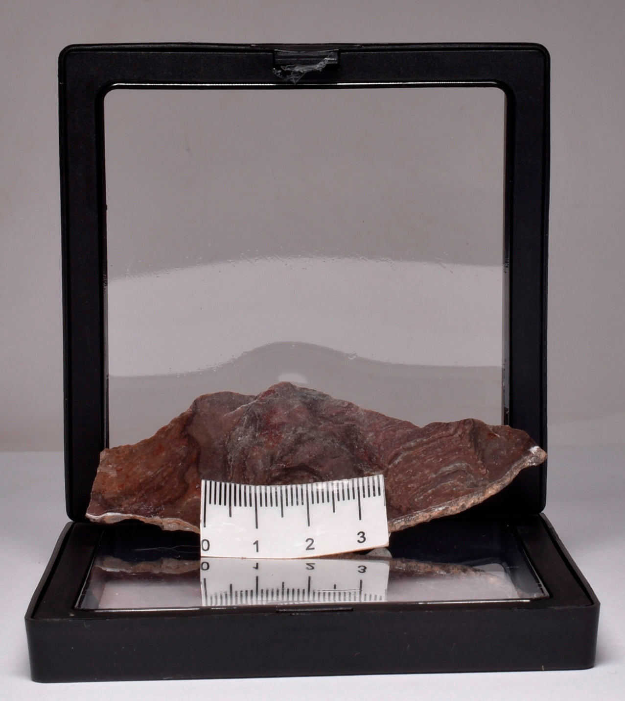 Stromatolite Inzeria Intia Fossil Polished Slice, N.T Australia S365
