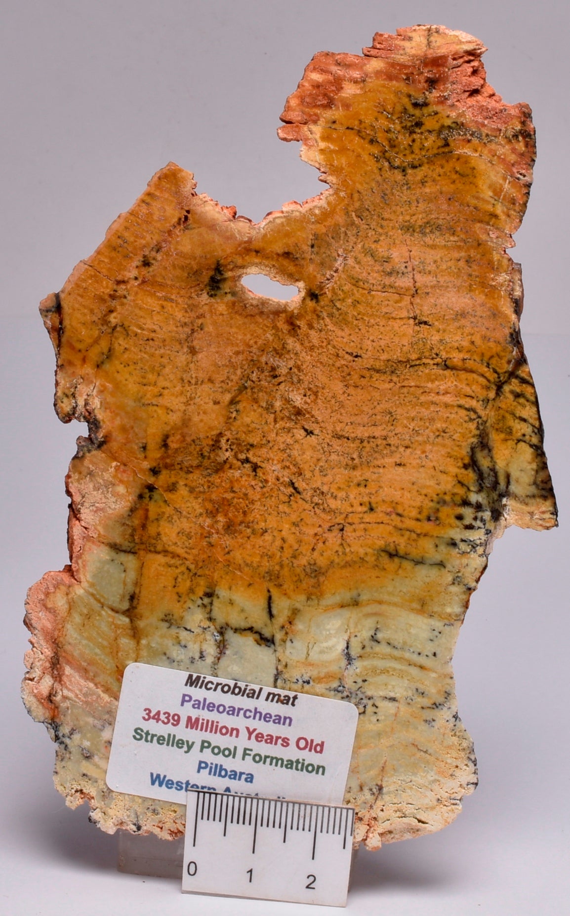 MICROBIAL MAT, Stromatolite FOSSIL STRELLEY POOL SLICE S412