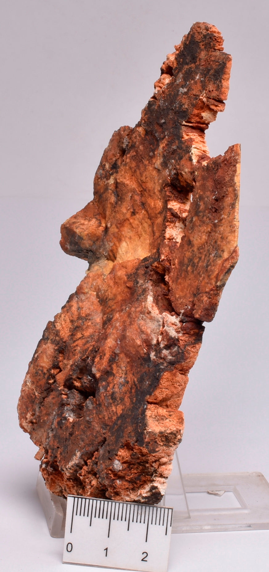 MICROBIAL MAT, Stromatolite FOSSIL STRELLEY POOL SLICE S412