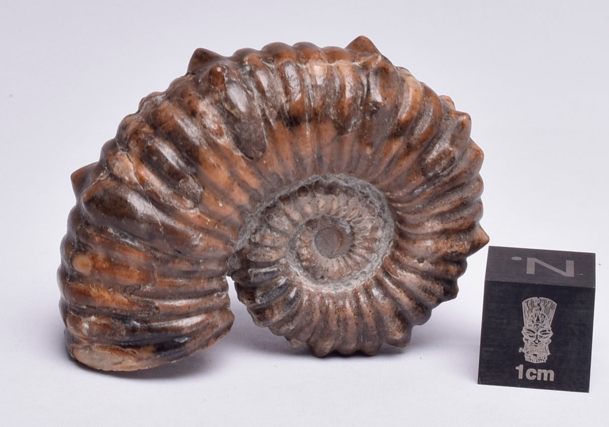 AMMONITE, Tropaeum jackii, WALSH RIVER, AUSTRALIA F141