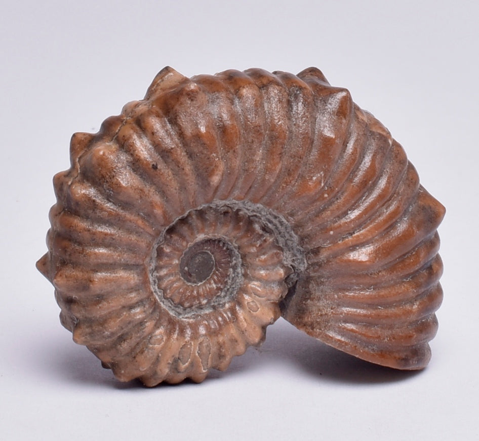 AMMONITE, Tropaeum jackii, WALSH RIVER, AUSTRALIA F141
