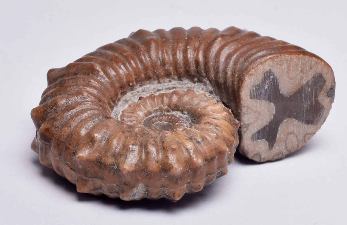 AMMONITE, Tropaeum jackii, WALSH RIVER, AUSTRALIA F141