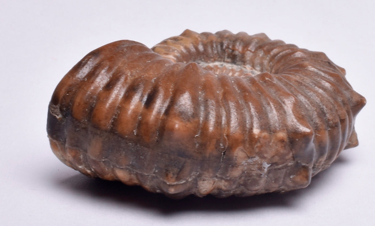 AMMONITE, Tropaeum jackii, WALSH RIVER, AUSTRALIA F141