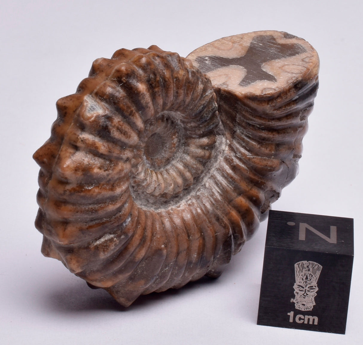 AMMONITE, Tropaeum jackii, WALSH RIVER, AUSTRALIA F141