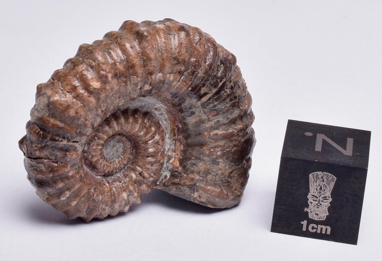 AMMONITE, Tropaeum jackii, WALSH RIVER, AUSTRALIA F23
