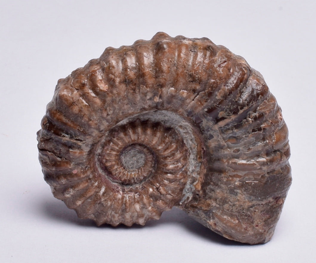 AMMONITE, Tropaeum jackii, WALSH RIVER, AUSTRALIA F23