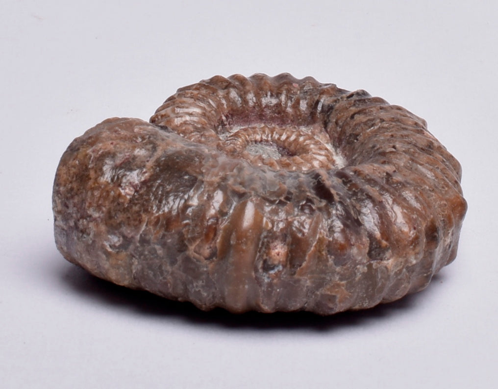 AMMONITE, Tropaeum jackii, WALSH RIVER, AUSTRALIA F23