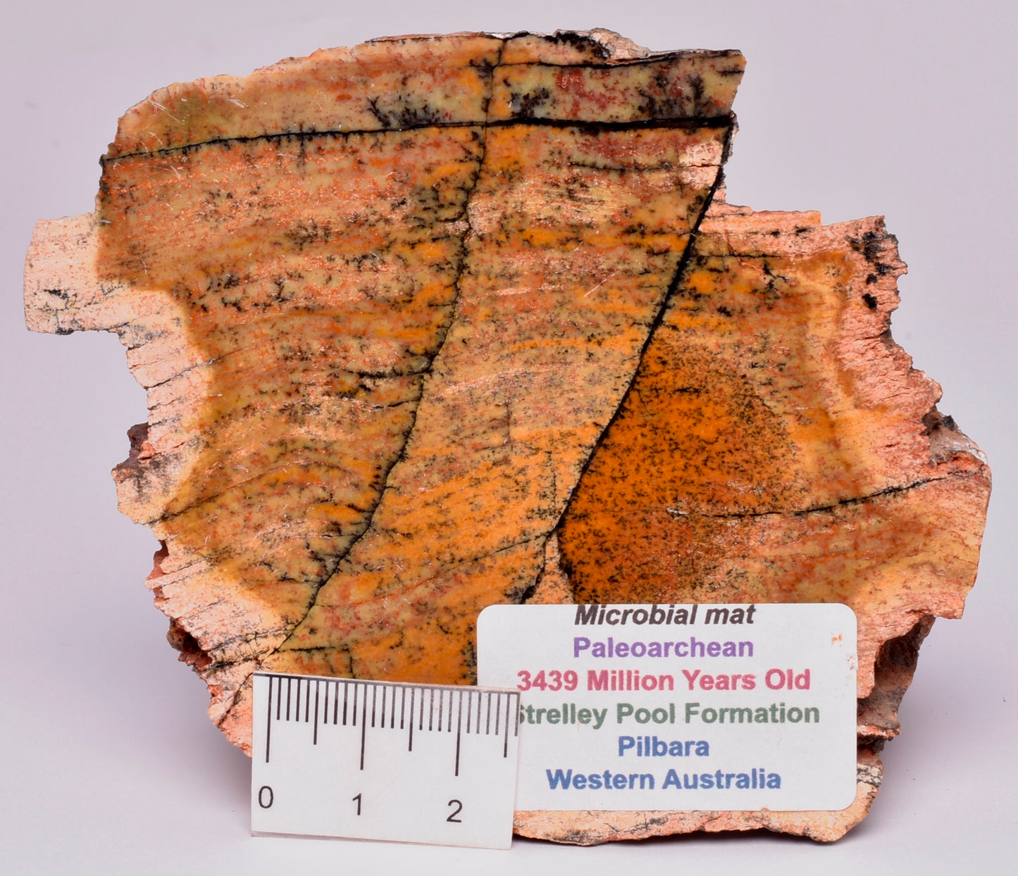 MICROBIAL MAT, Stromatolite FOSSIL STRELLEY POOL SLICE, S519