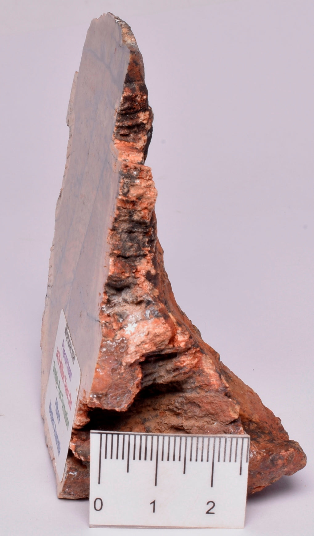 MICROBIAL MAT, Stromatolite FOSSIL STRELLEY POOL SLICE, S519