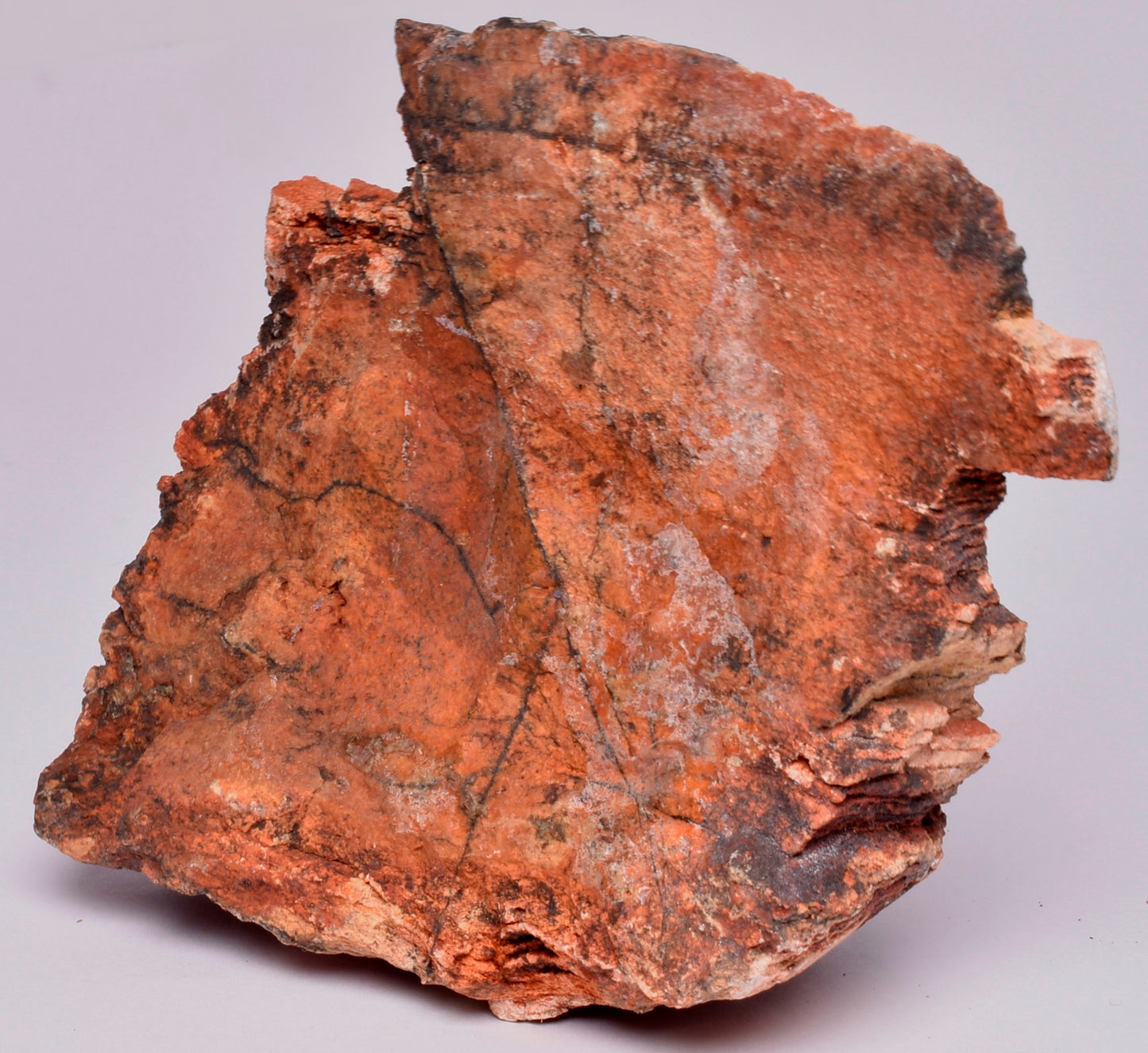 MICROBIAL MAT, Stromatolite FOSSIL STRELLEY POOL SLICE, S519