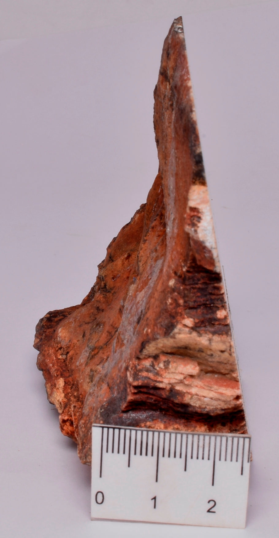 MICROBIAL MAT, Stromatolite FOSSIL STRELLEY POOL SLICE, S519