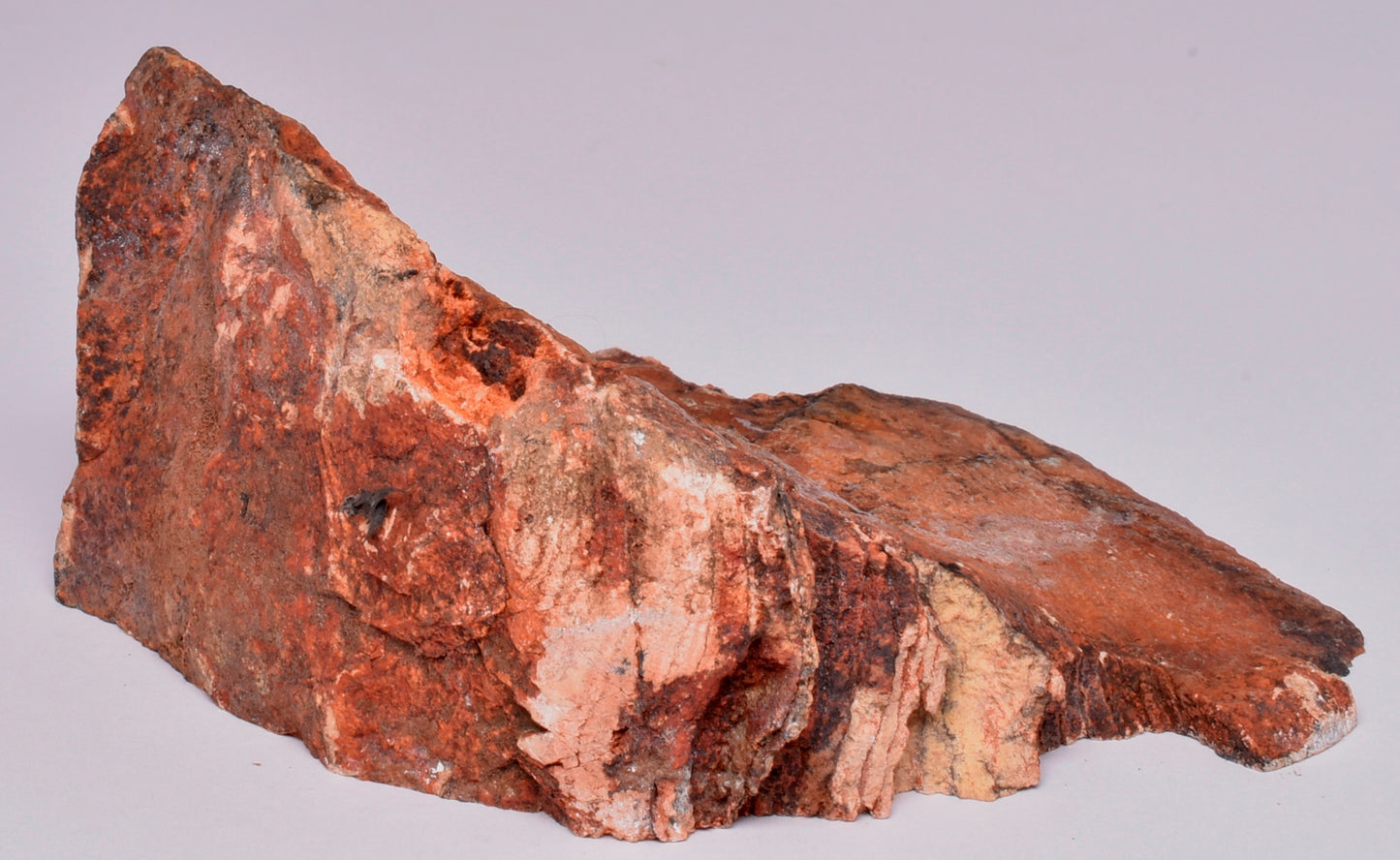 MICROBIAL MAT, Stromatolite FOSSIL STRELLEY POOL SLICE, S519