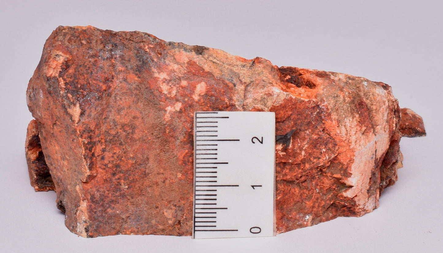 MICROBIAL MAT, Stromatolite FOSSIL STRELLEY POOL SLICE, S519