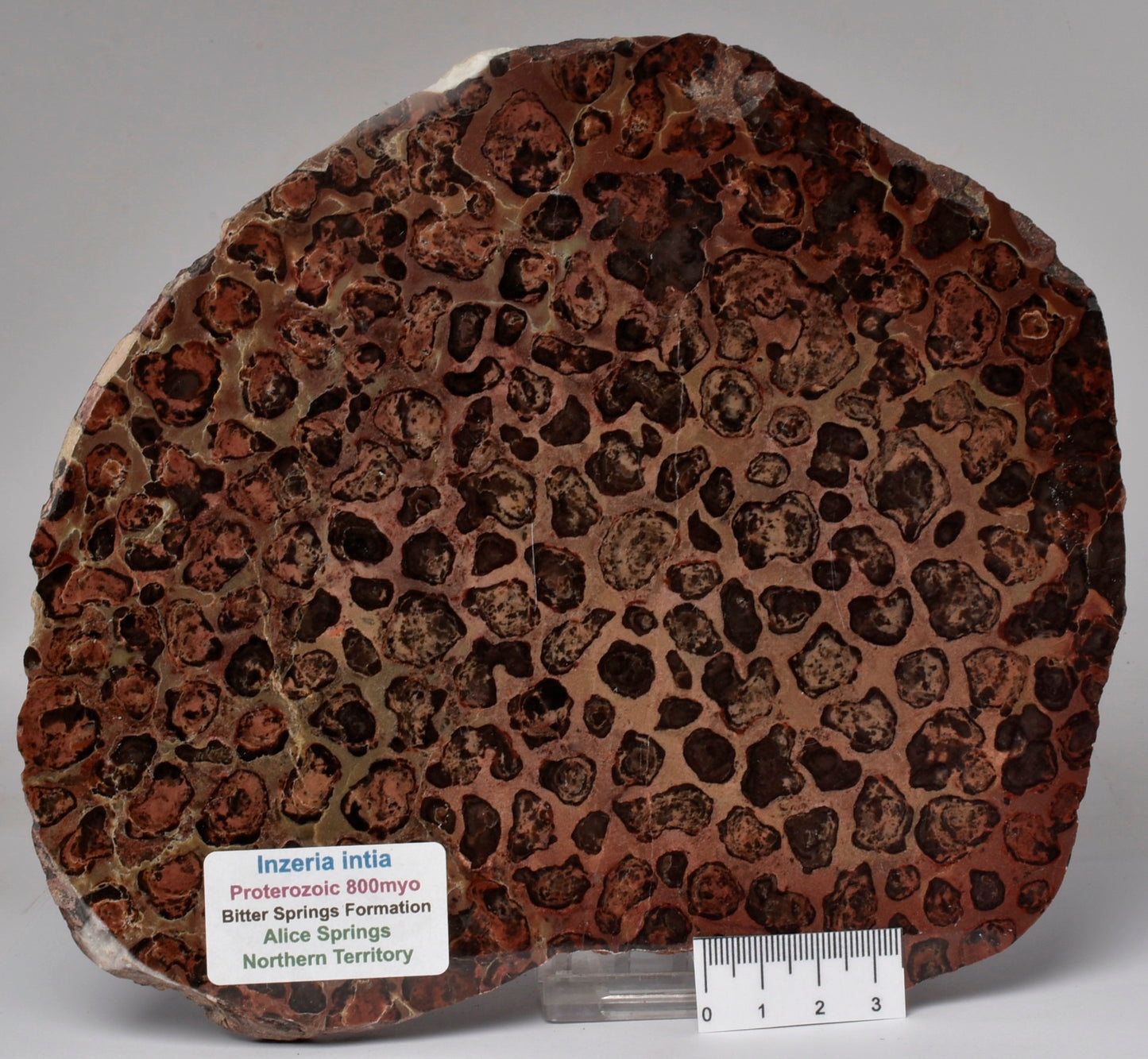 STROMATOLITE, Inzeria intia, PROTEROZOIC, FOSSIL S575