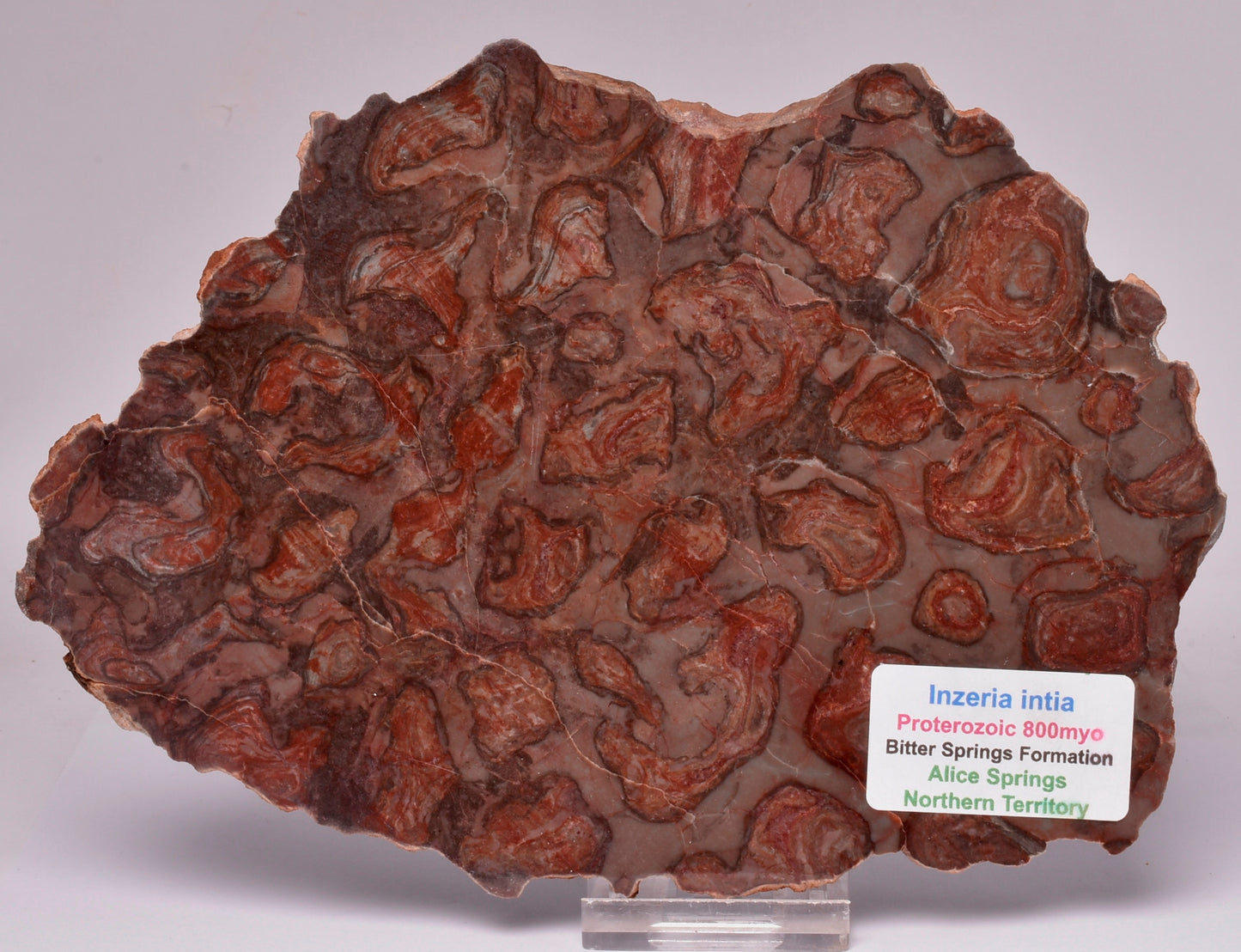 Stromatolite Inzeria Intia Fossil Polished Slice, N.T Australia S420