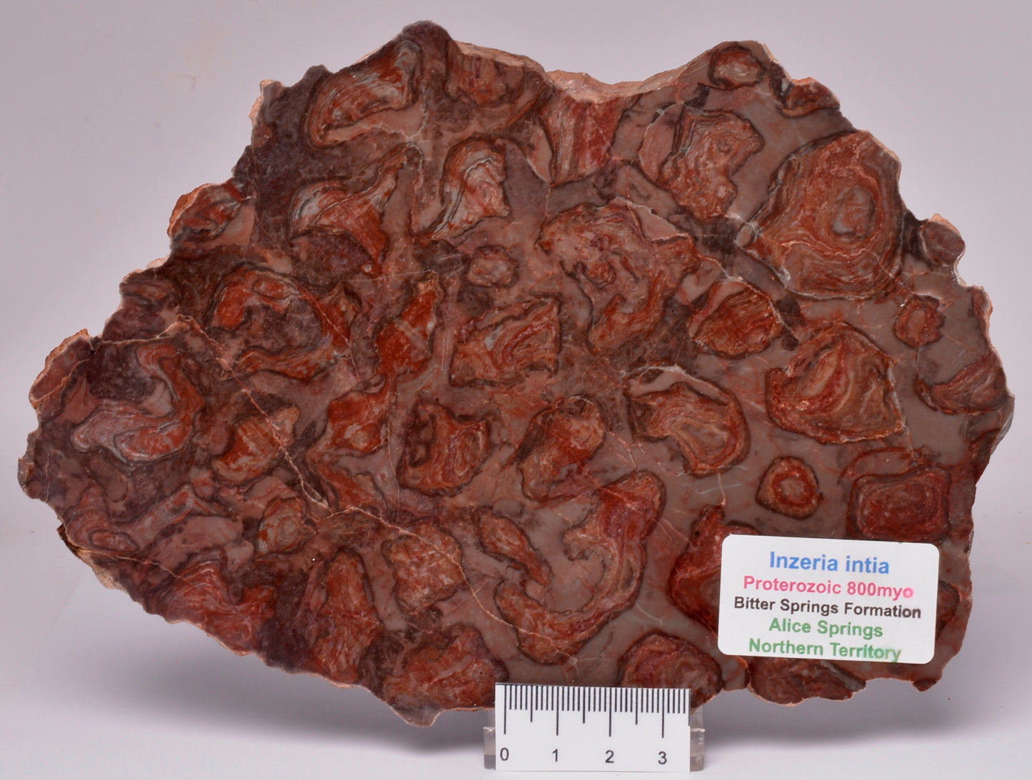 Stromatolite Inzeria Intia Fossil Polished Slice, N.T Australia S420